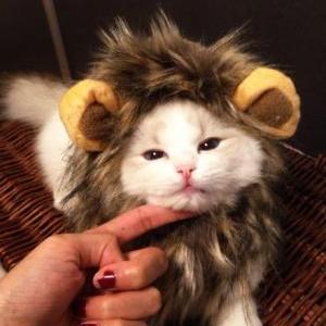 Lion's Mane Cat Hat cat's toy like ..