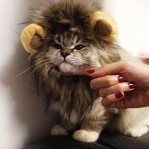 Lion's Mane Cat Hat cat's toy like ..