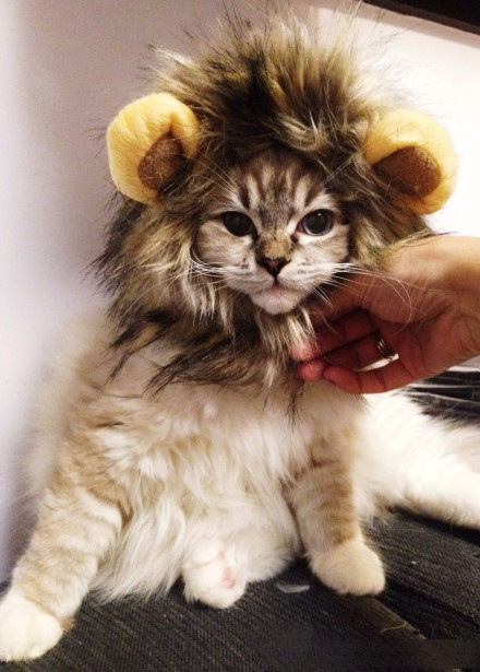 Lion's Mane Cat Hat cat's toy like lion mane hat Stuffed & Plush Toy Lion's Mane Hat for Cats
